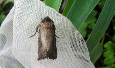 Papillon du perceur de l'iris (Macronoctua onusta)